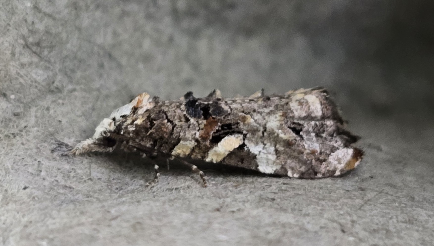 Photo of Rough-winged Conch (Phtheochroa rugosana)